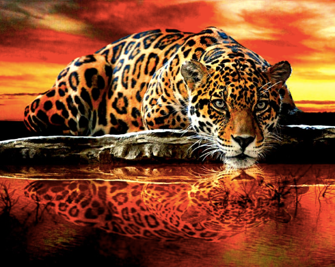 Diamond Paintings, Reflection Leopard Diamond Painting - Full Square/Round 5D Diamonds, Animal Diamond Art