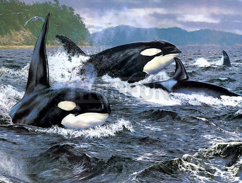 Diamond Paintings, Orca Pod Killer Whale - Full Square/Round 5D Diamonds - Animal Diamond Painting