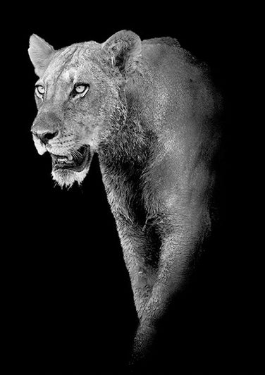 Black And White Lioness Strolling Diamond Painting | DIY Animal Diamond Kit | Full Round/Square Drill 5D | Lion Big Cat -Diamond Painting Kits, Diamond Paintings Store