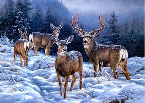 Mixed Animal Prints, 5D Diamond Painting Kits - 22 Designs to Choose -Diamond Painting Kits, Diamond Paintings Store