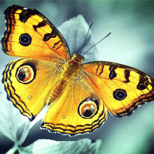 Bright Yellow Butterfly | Animal Diamond Painting Kit | 5D Full Drill Square, Magic Round, Pebble Round Diamonds | DIY Rhinestone Embroidery -Diamond Painting Kits, Diamond Paintings Store
