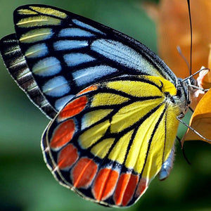 Rainbow Butterfly | Animal Diamond Painting Kit | 5D Full Drill Square, Magic Round, Pebble Round Diamonds | DIY Rhinestone Embroidery -Diamond Painting Kits, Diamond Paintings Store